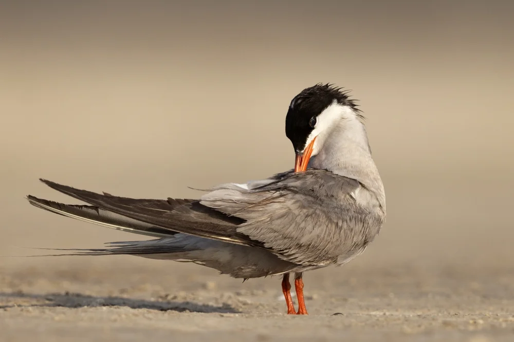 Weißwangenseeschwalbe (Sterna repres)