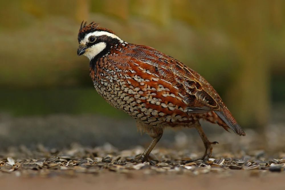 Weißwangenwachtel (Colinus leucopogon)