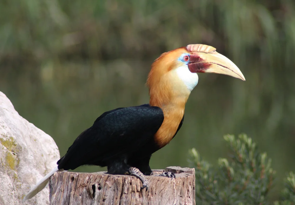 Wellen-Nashornvogel (Rhyticeros plicatus)
