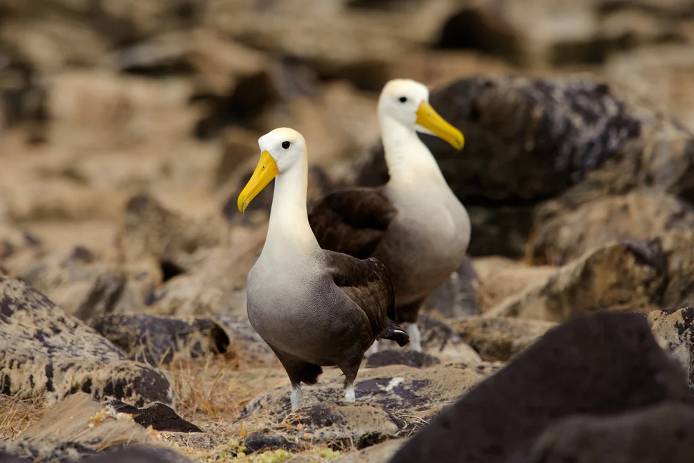 Wellenalbatros (Phoebastria irrorata)
