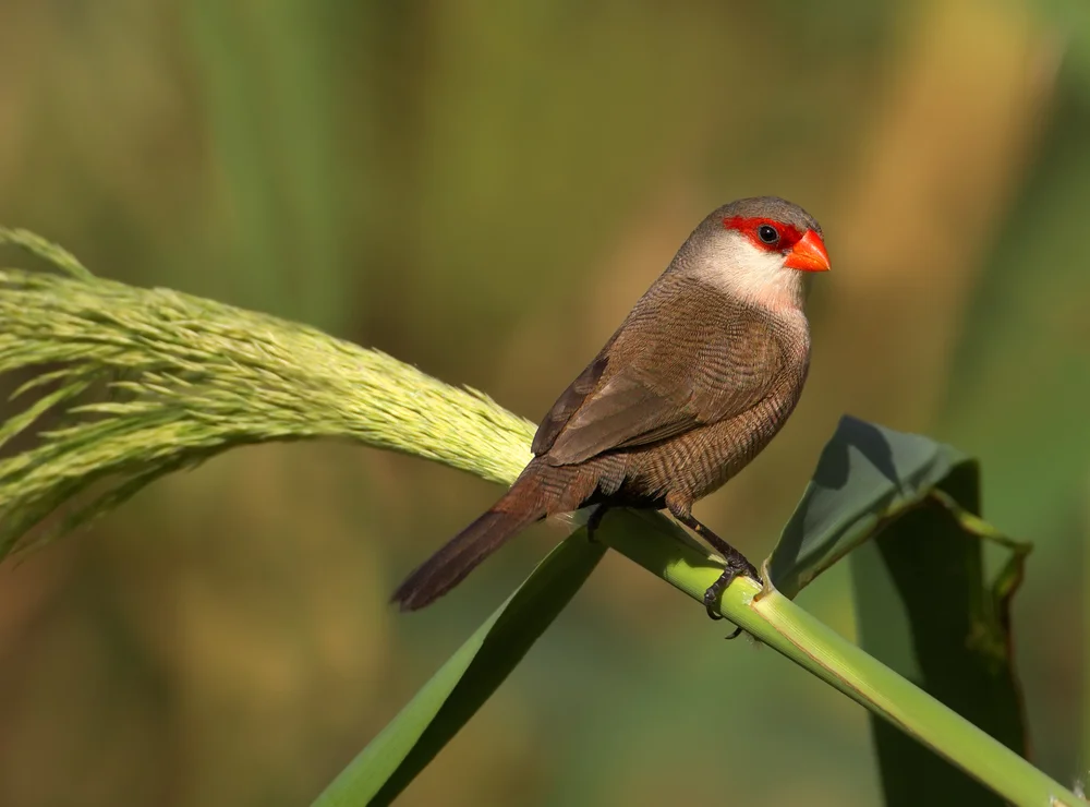 Wellenastrild (Estrilda astrild)