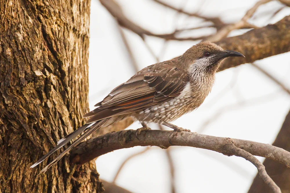 Wellenhonigfresser (Phylidonyris undulatus)
