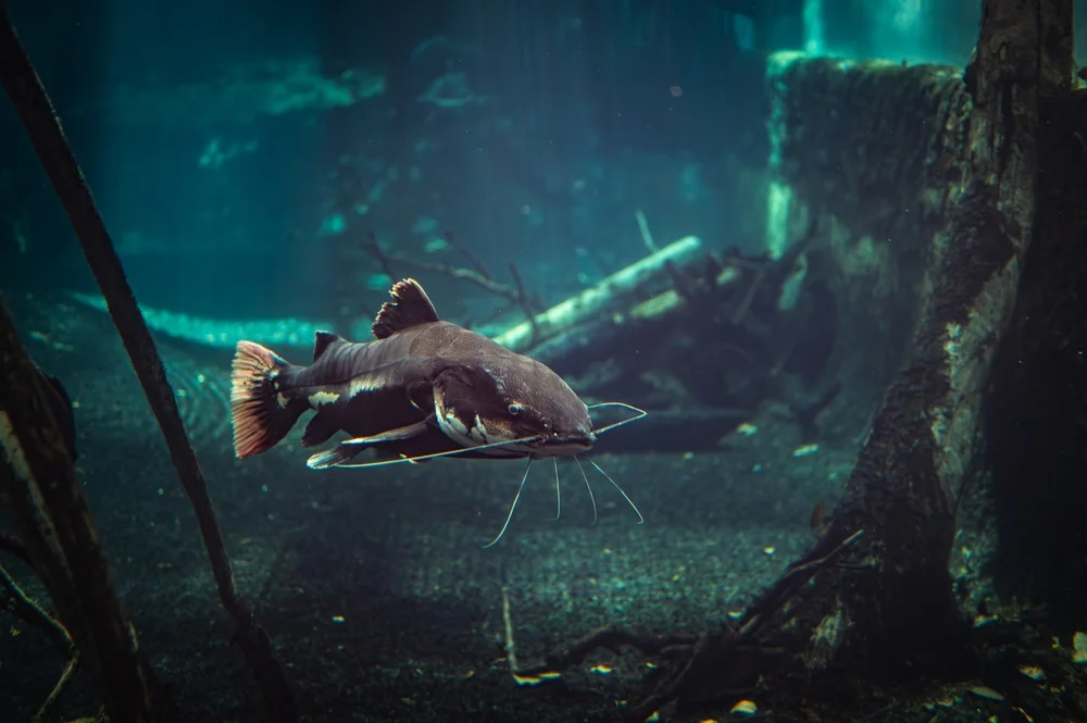 Welsartige (Siluriformes)