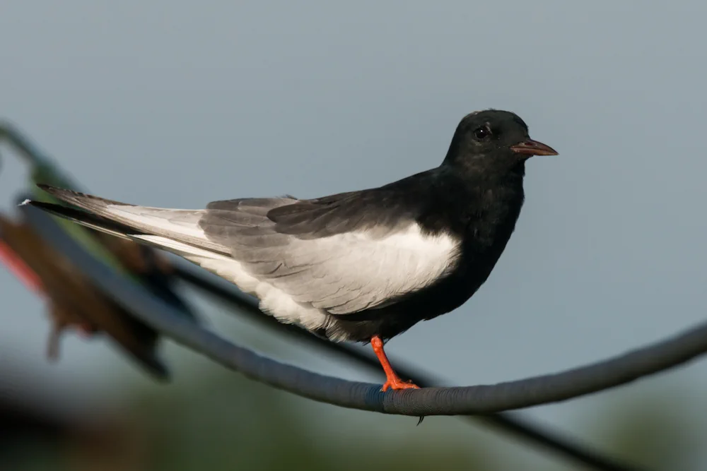 Welßflügelseeschwalbe