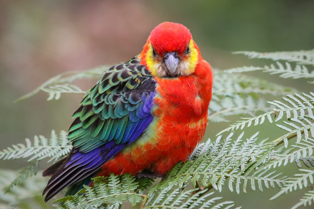 Western Rosella (Platycercus icterotis)