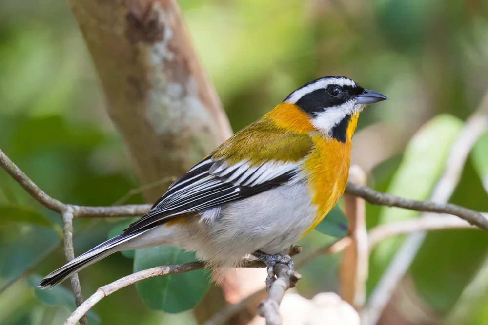 Westindischer Schwarzkopf (Spindalis portoricensis)