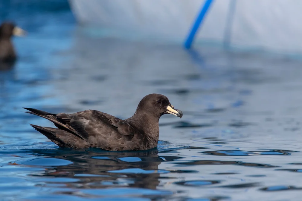 Westland-Sturmvogel (Procellaria parkinsoni)