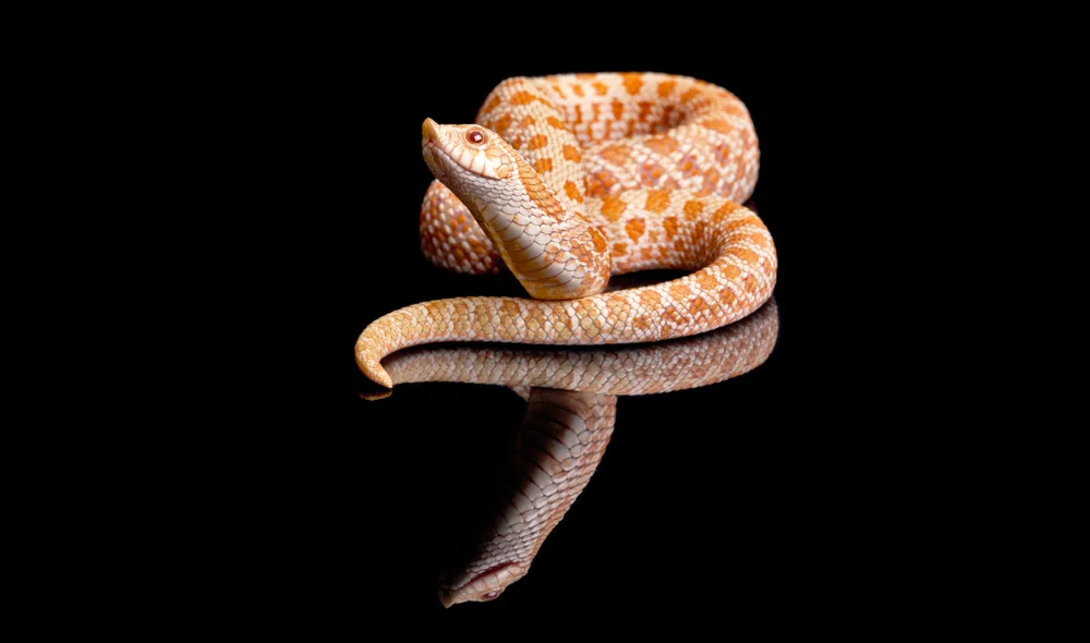 Westliche Hakennasenatter (Heterodon nasicus)