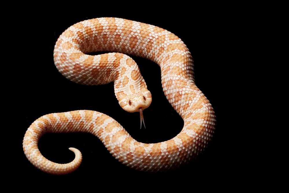 Westliche Hakennasenotter (Heterodon nasicus)