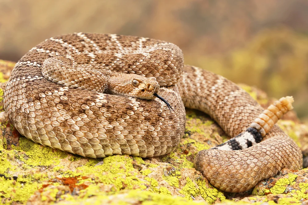 Westliche Klapperschlange (Crotalus atrox)