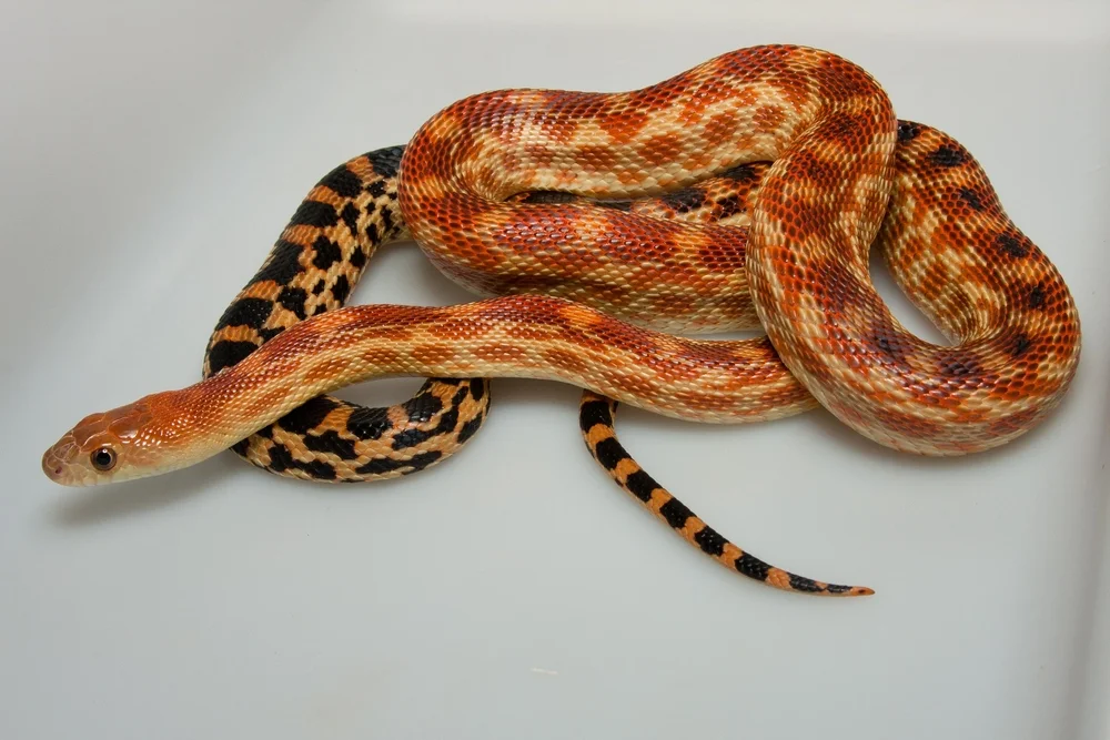 Westliche Kletternatter (Pituophis vertebralis)