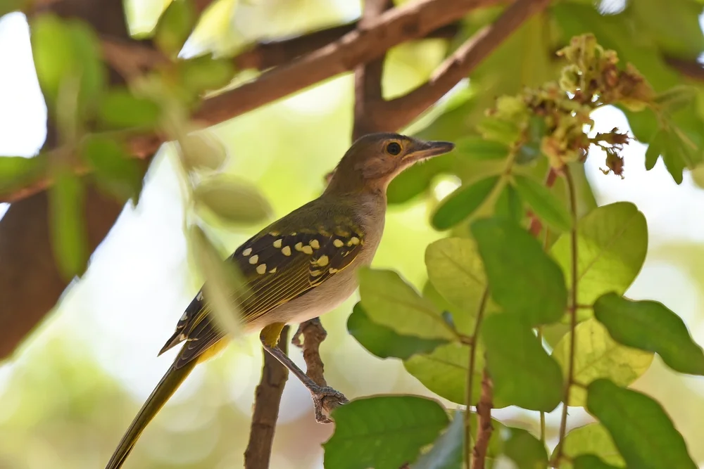 Westlicher Bartvogel (Nicator gularis)