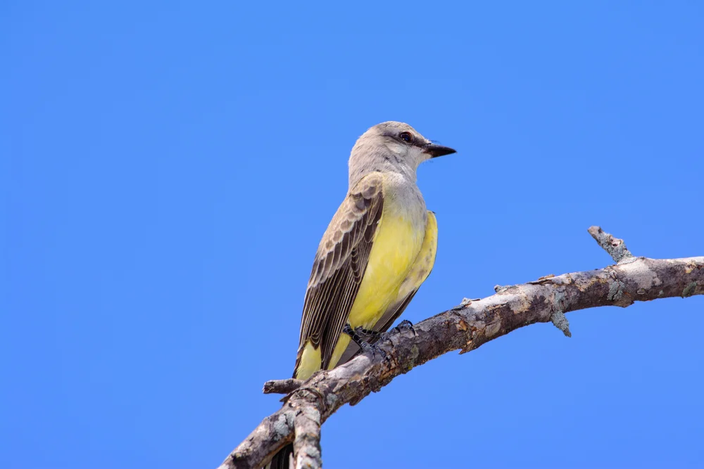 Westlicher Königstyrann (Tyrannus verticalis)