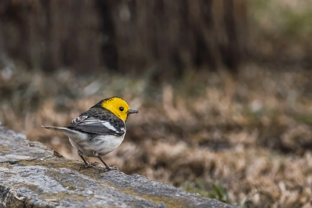 Westlicher Waldsänger (Schwarzbrust-Waldsänger)