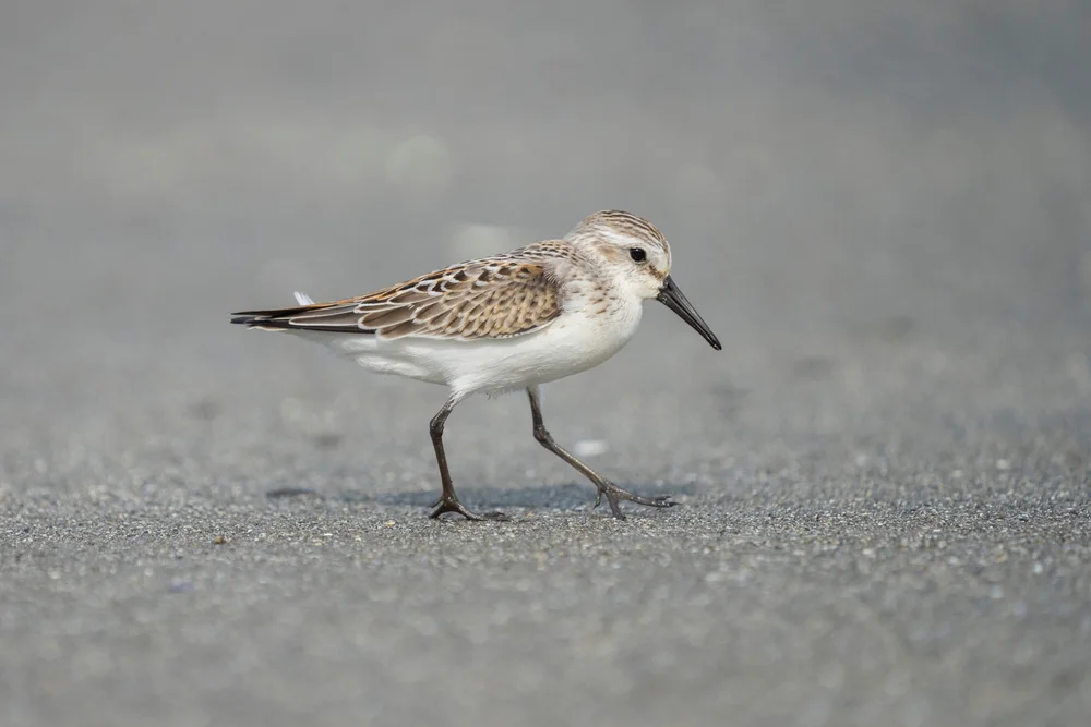 Westlicher Weißbauchstrandläufer (Calidris mauri)