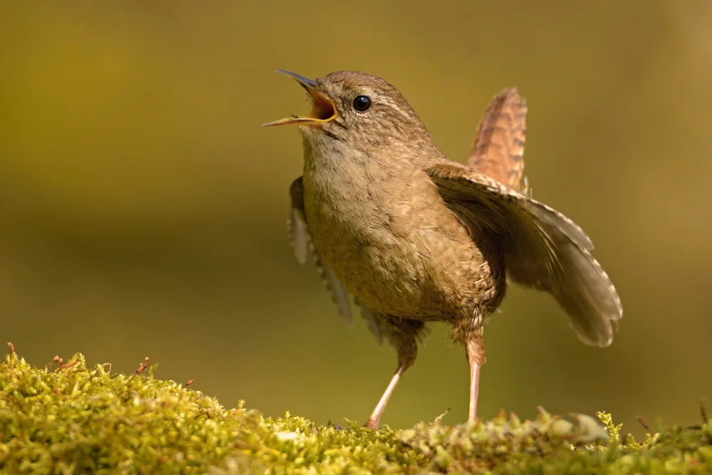 Westlicher Zaunkönig (Troglodytes sissonii)