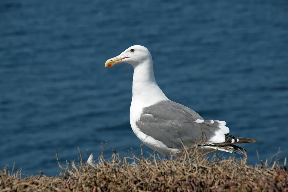 Westmöwe (Larus occidentalis)