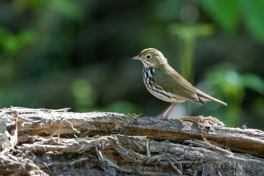 Whistlers Waldsänger (Seiurus aurocapilla)