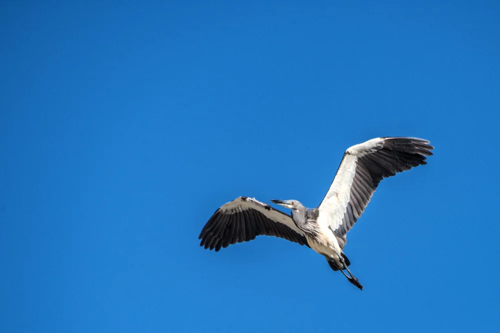 White-bellied Heron (Ardea insignis)