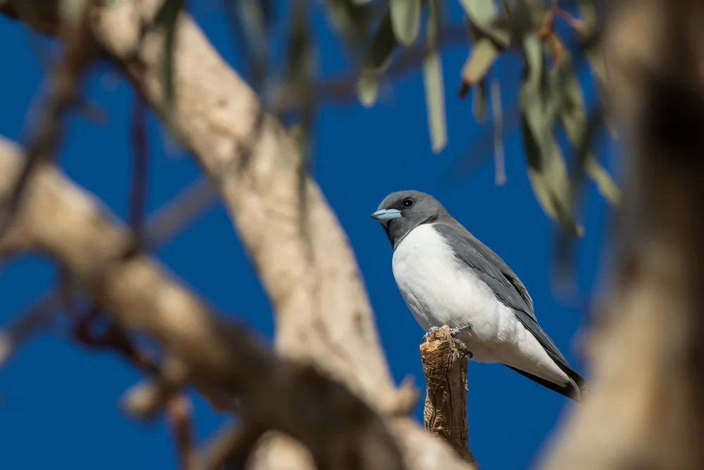 White-breasted Woodswallow (Artamus leucorynchus)