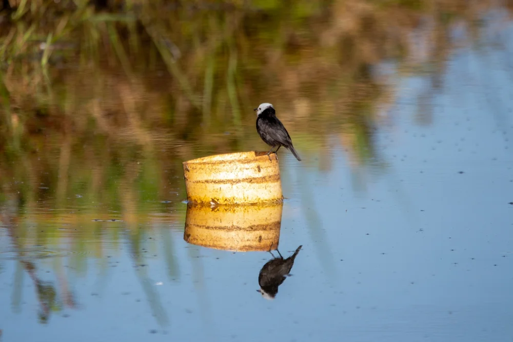 White-headed Marsh Warbler (Arundinicola leucocephala)