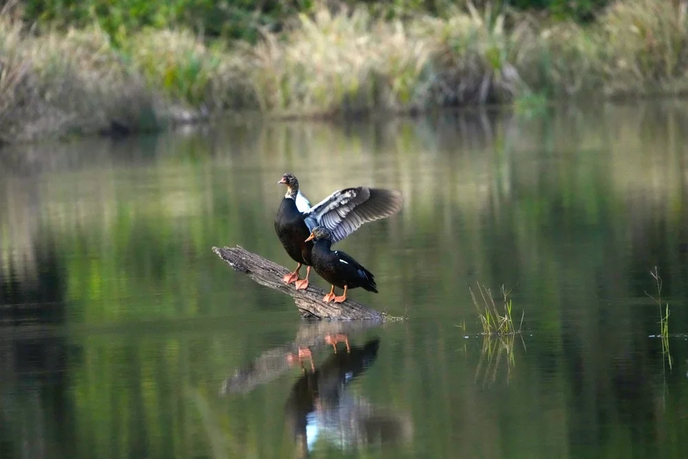 White-winged Duck (Asarcornis scutulata)