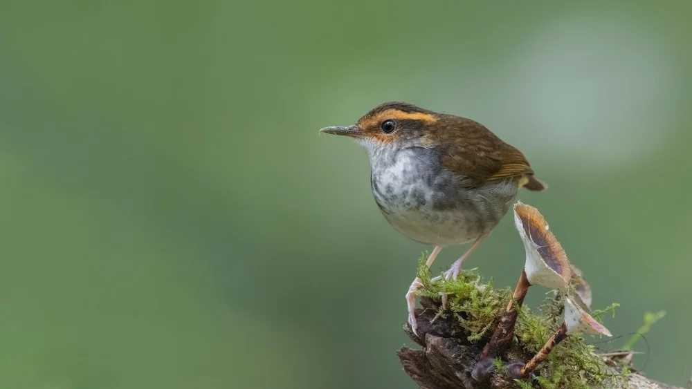 Whiteheads Schilfsänger (Urosticte benjamini)