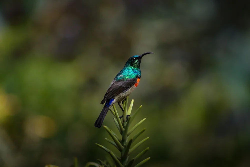 Whytes Nektarvogel (Cinnyris whytei)