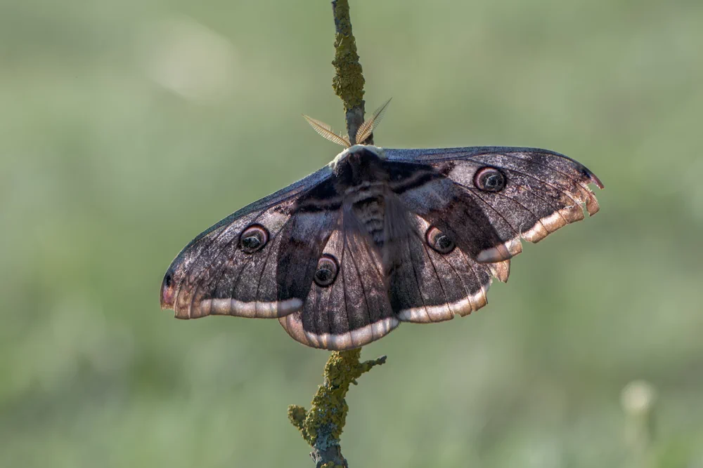 Wiener Nachtpfauenauge