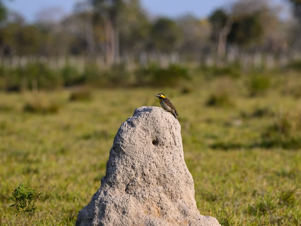 Wiesenbuntspecht (Colaptes campestris)