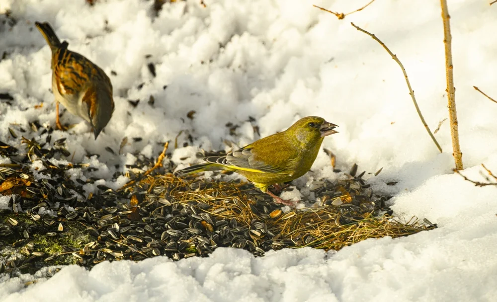 Wilkins' Grasammer (Nesospza wilkinsi)