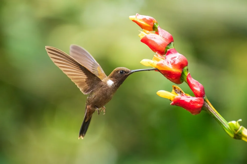 Wilson-Nymphe (Coeligena wilsoni)