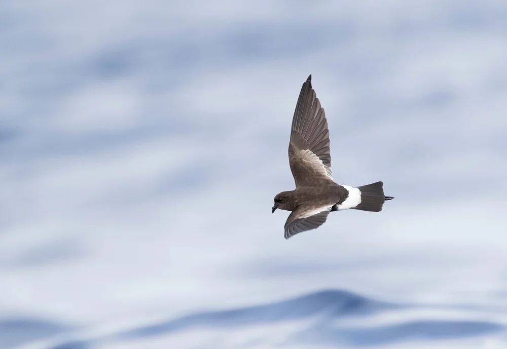 Wilson-Sturmvogel (Oceanites oceanicus)