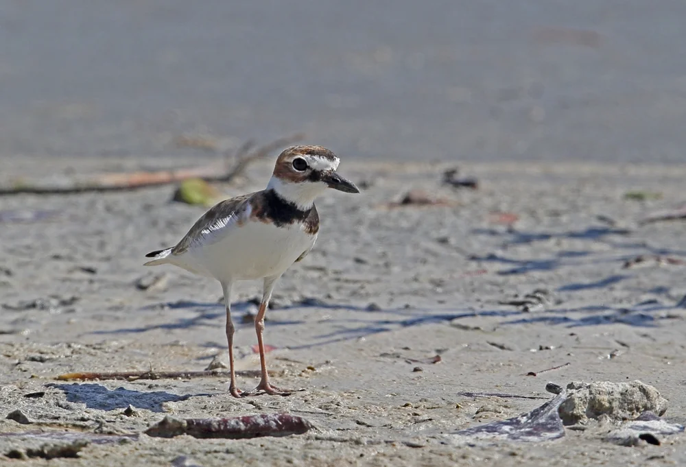 Wilsonregenpfeifer (Charadrius wilsonia)