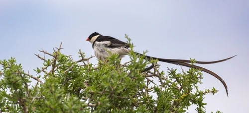 Wilsons Paradieswitwe (Vidua wilsoni)