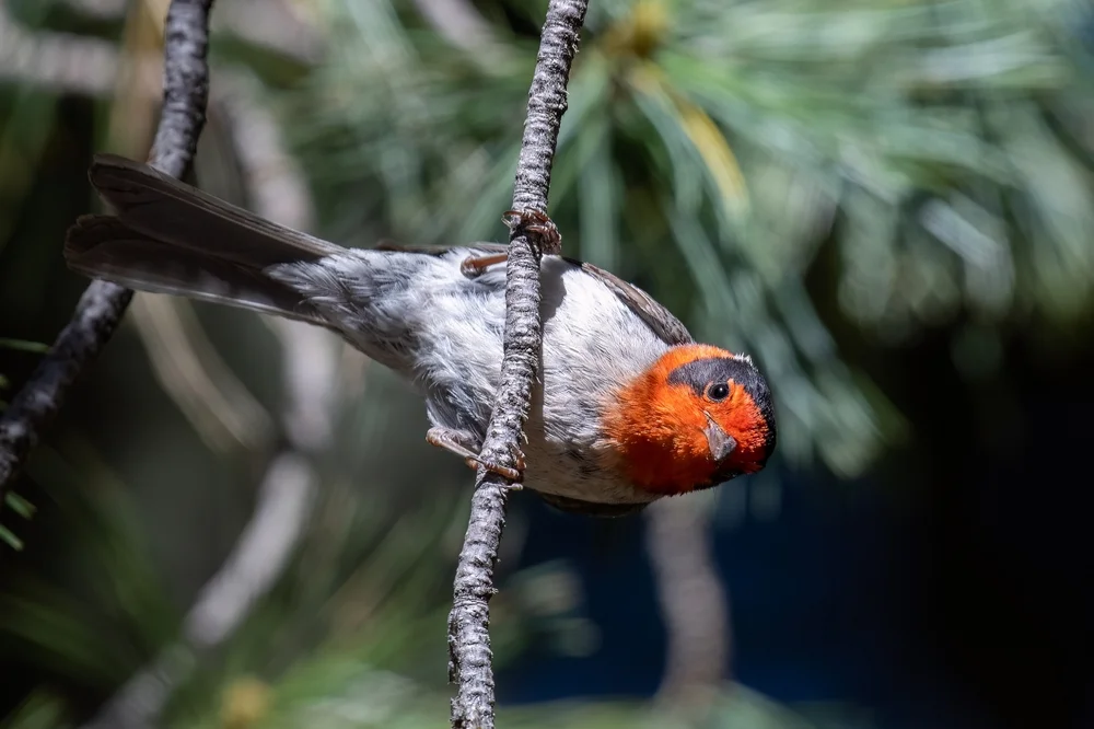 Winifreds Bartvogel (Scepomycter winifredae)