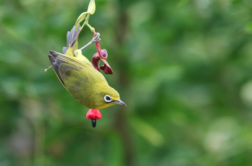 Winifreds Brillenvogel (Zosterops winifredae)