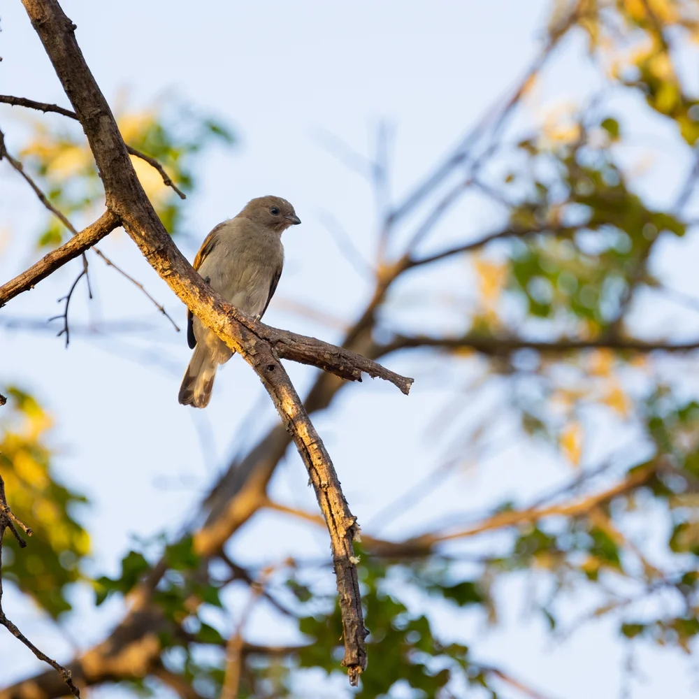 Winziger Honiganzeiger (Indicator pumilio)