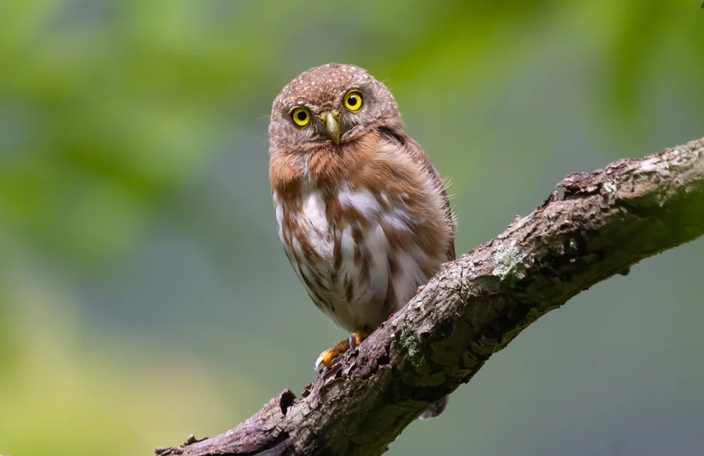 Winziger Zwergkauz (Glaucidium minutissimum)