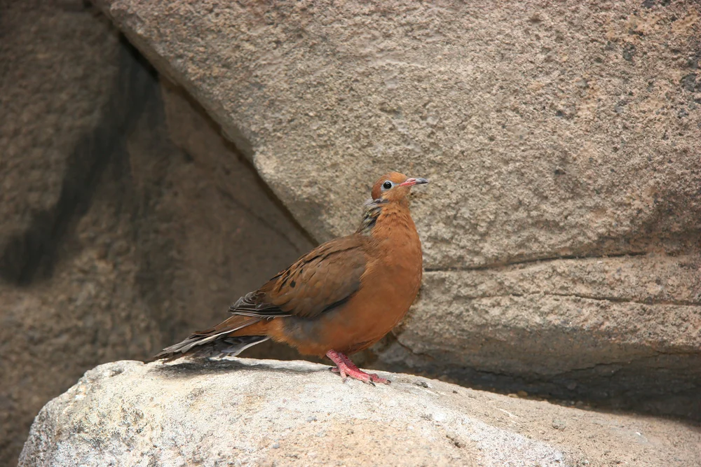 Winziger Zwergtyrann (Winziger Zwergtyrann)