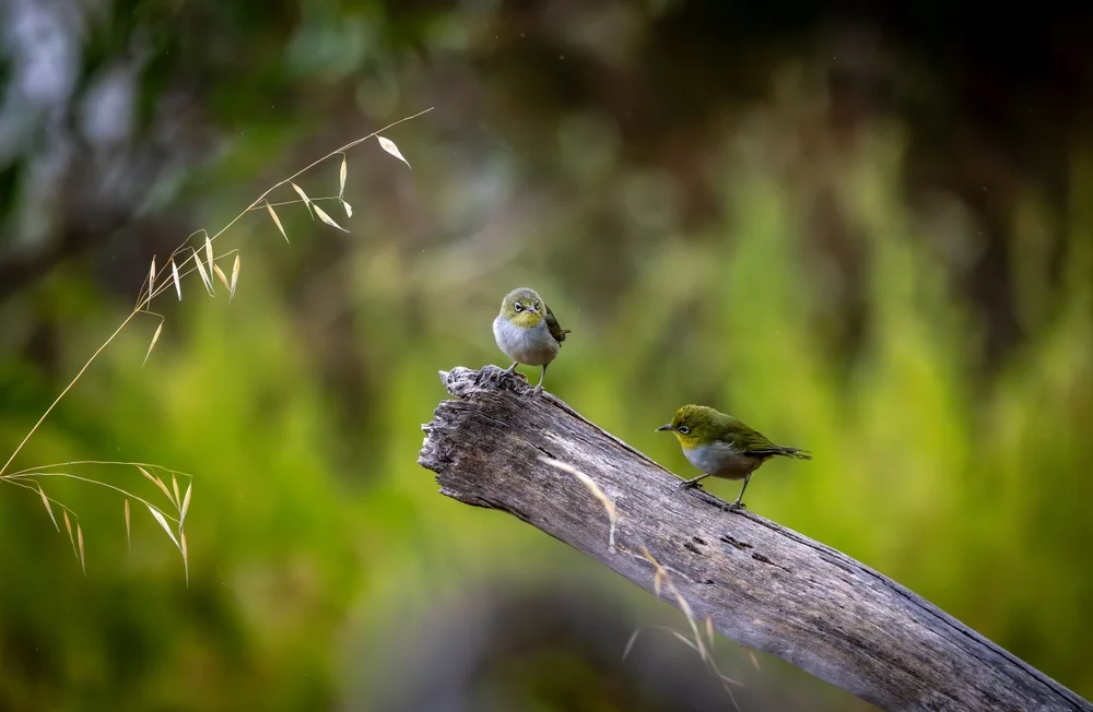 Winzling (Zosterops minutus)
