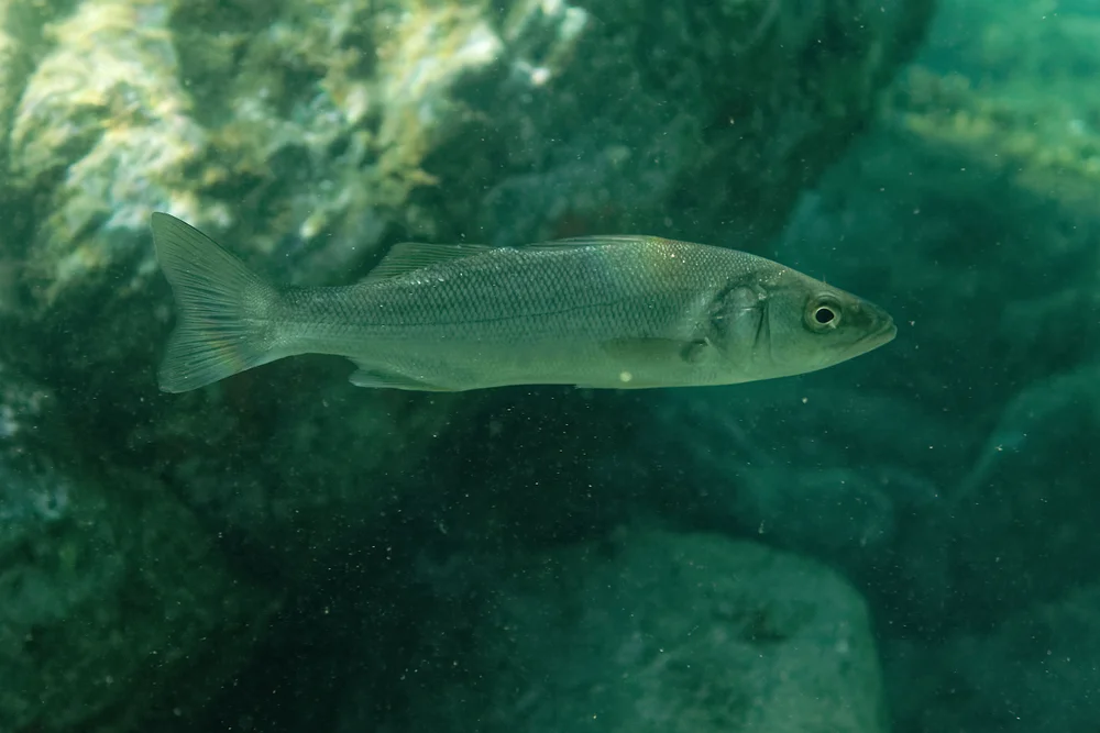 Wolfsbarsch (Dicentrarchus labrax)