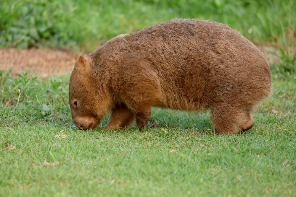 Wombat