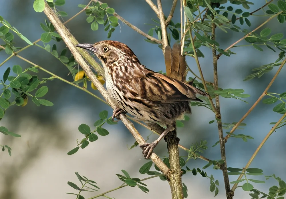 Woods Bülbül (Pterorhinus woodi)