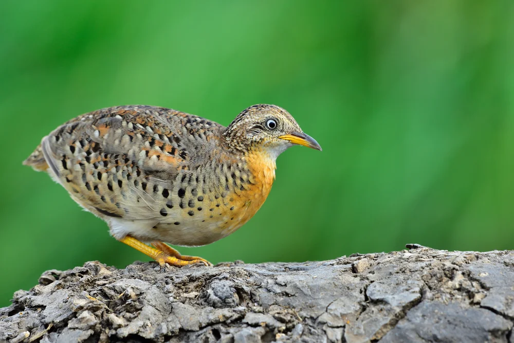 Worcesters Laufhühnchen (Turtur abyssinicus)