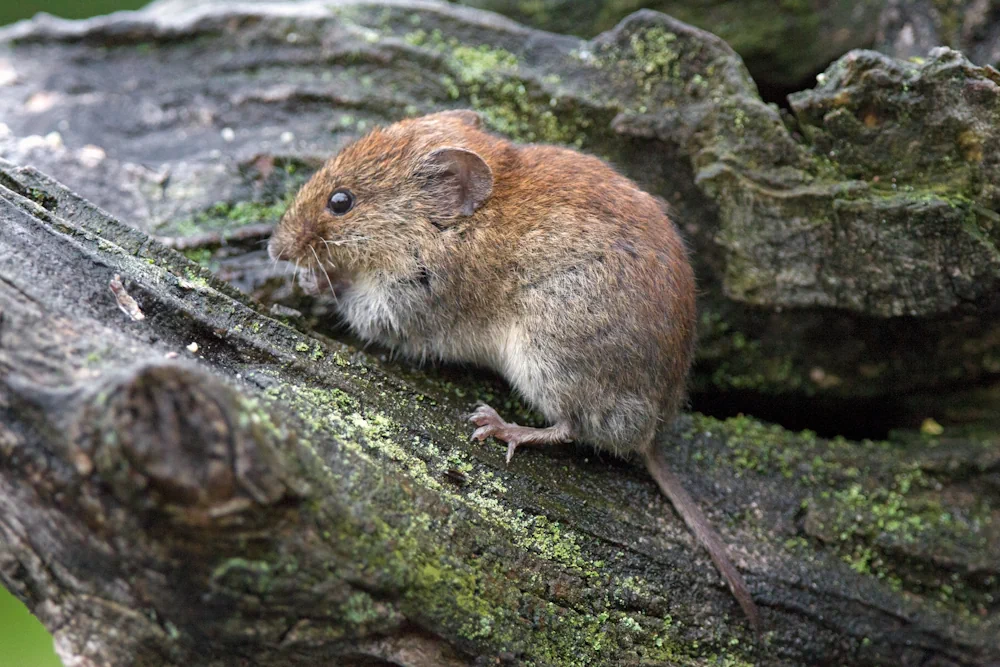 Wühlmaus
