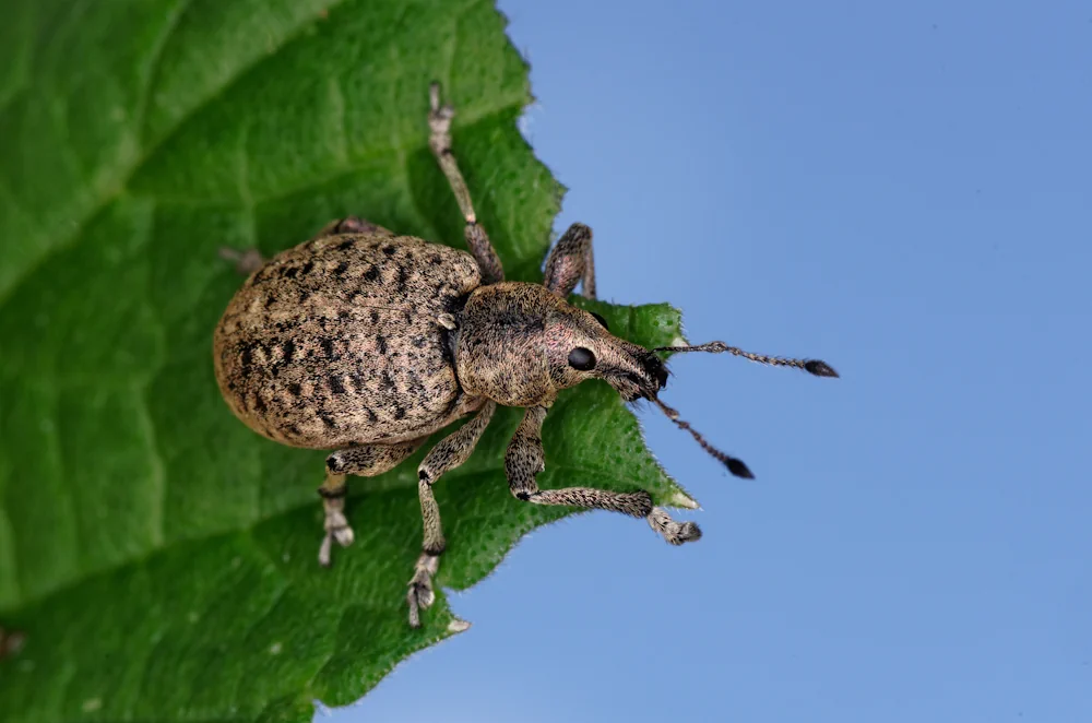 Würfelfleckiger Staubrüssler
