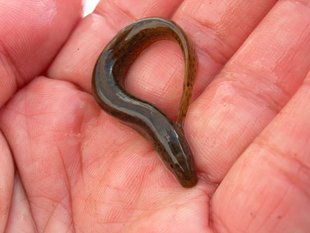 Würmchen (Misgurnus anguillicaudatus)
