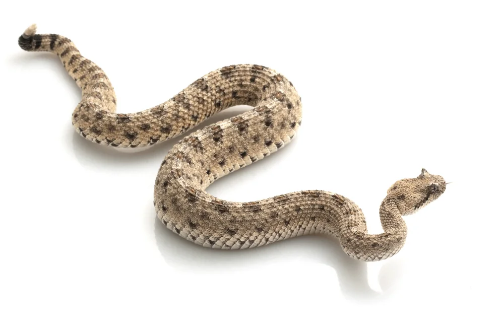 Wüsten-Klapperschlange (Crotalus cerastes)