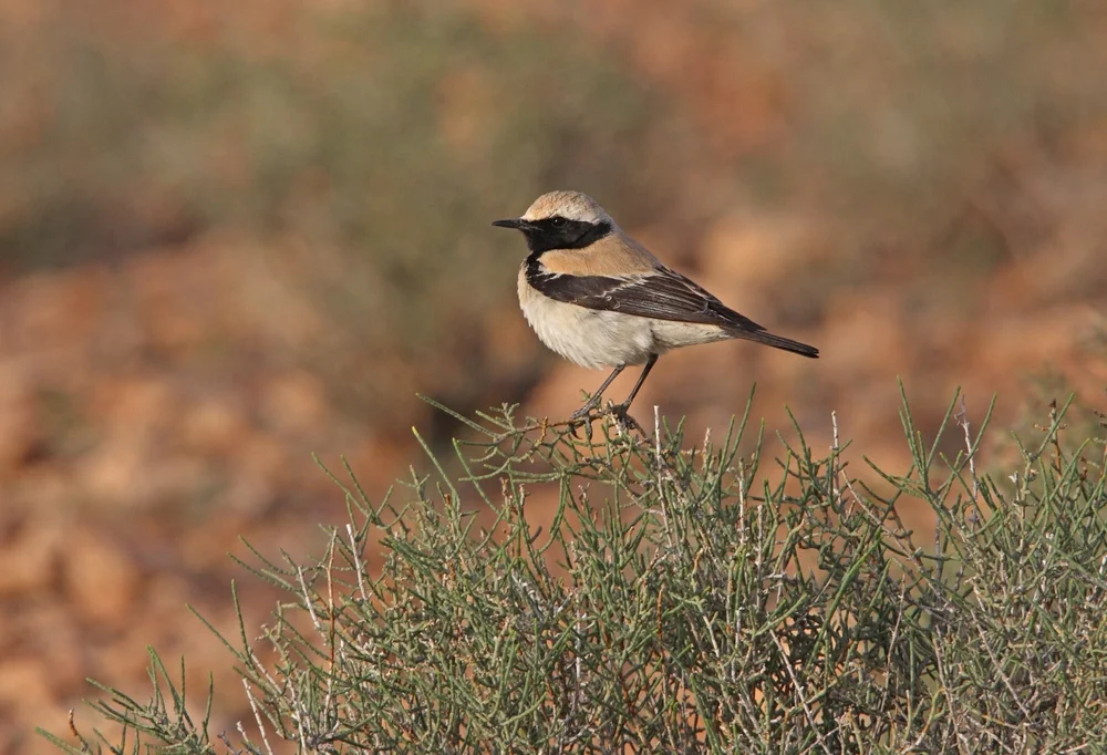 Wüsten-Steinschmätzer (Oertanthe deserti)